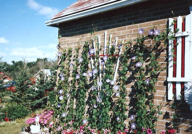 Westwood Pictures (2)